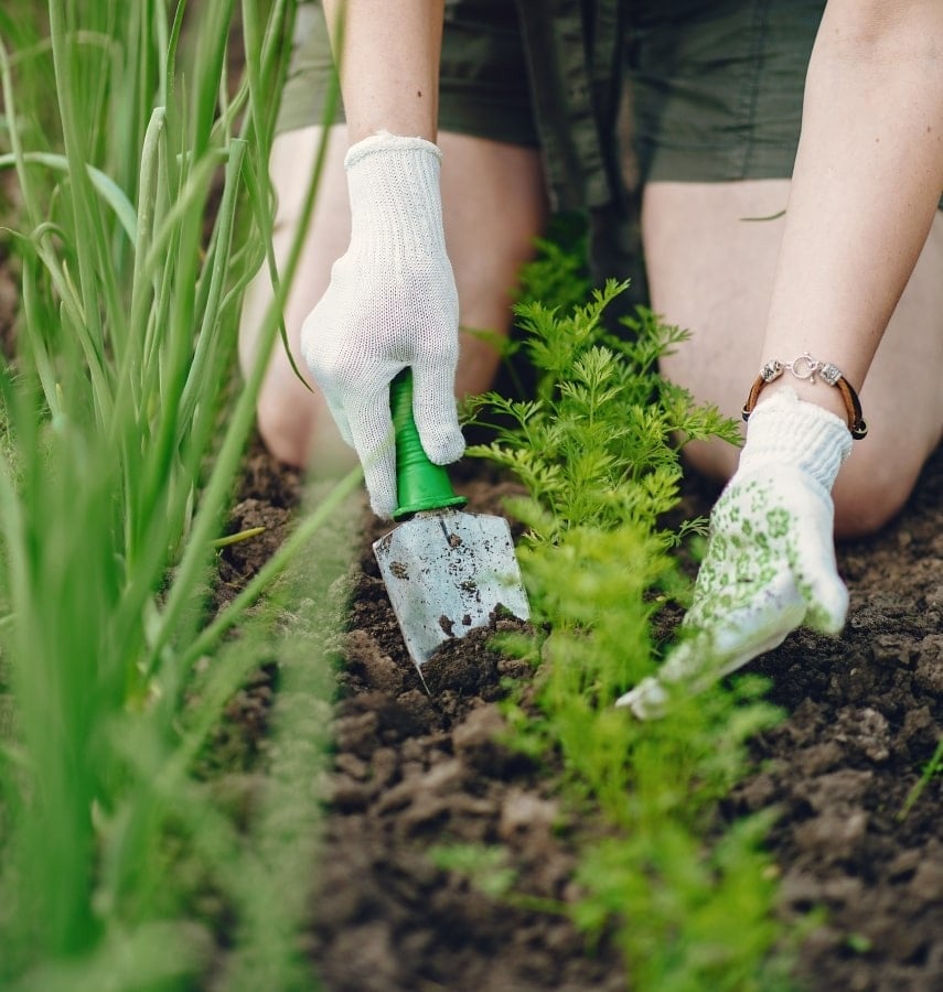 planting image